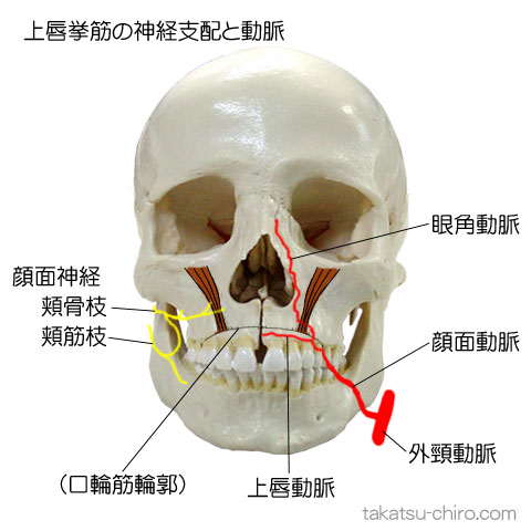 口元のたるみを改善して10歳若返る！口輪筋リフトアップ術ハイライフグループ