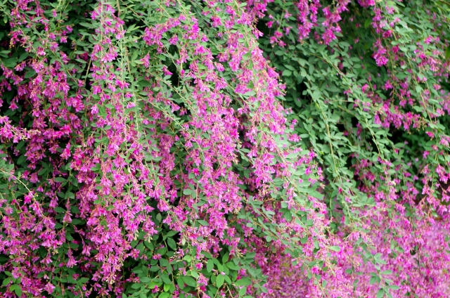 ハギ 萩 ・季節の花と花言葉kensan-0427さんのブログ