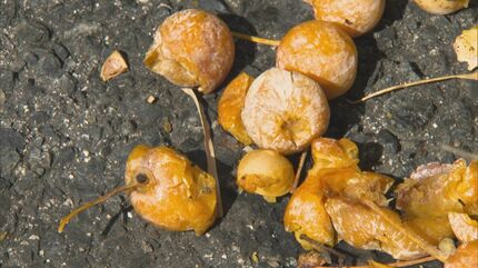 ギンナン」を食するまでには手間がかかる農畜産物長野県のおいしい食べ方