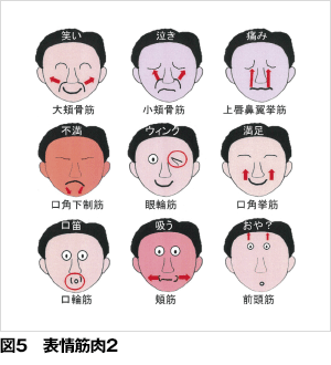 表情筋イラスト無料イラスト・フリー素材なら「イラストAC」