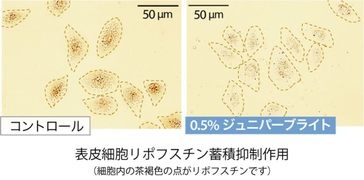 高品質卸売ジュニパー果実。ヘルスケア業界のバイヤー向けソリューション