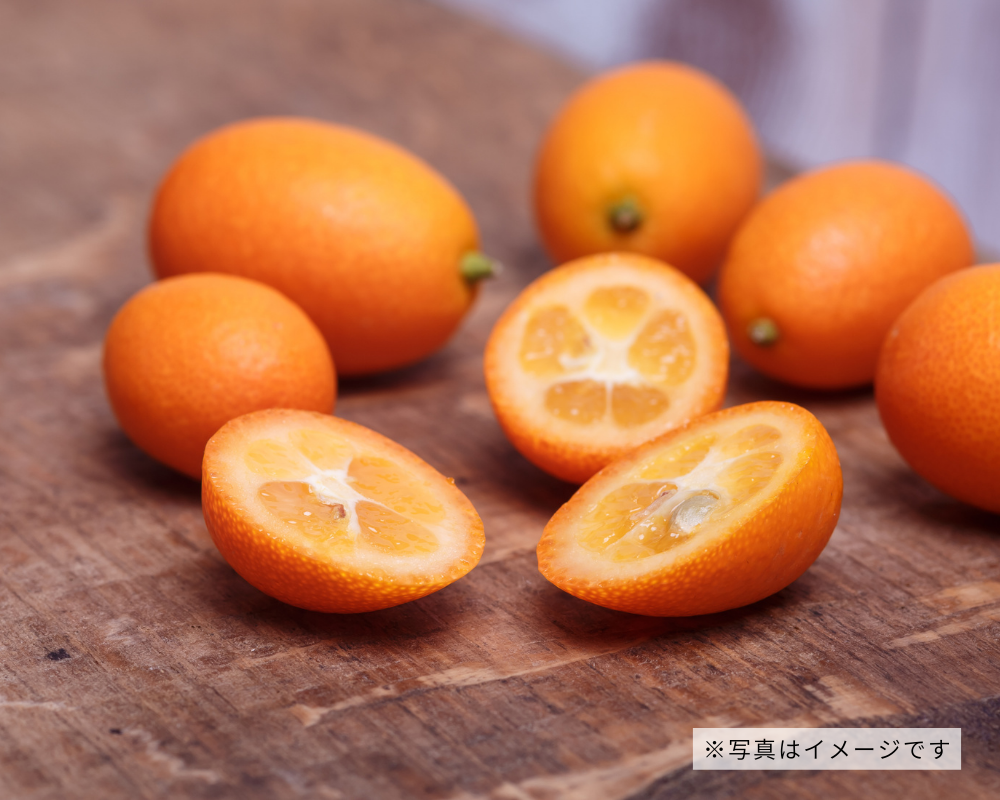 せとか」を鉢植えで栽培！ベランダ菜園でみかんを育てるよ – まあくんのなんでも体験記