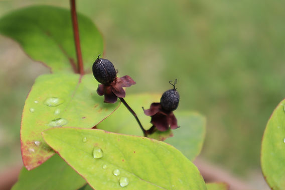 セントジョンズワートの植物学と栽培 – 日本メディカルハーブ協会
