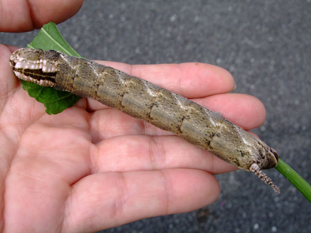 ピーマンのタバコガ類の発生に注意しましょう。登録農薬等についてまとめます。アグリポイント ～農業現場の病害虫・栽培問題対策室～