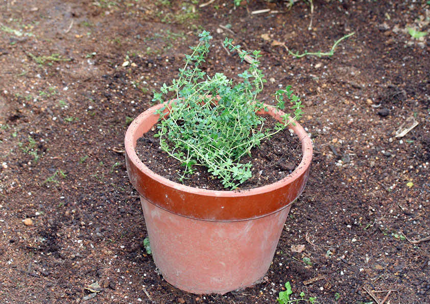 コモンタイムでハーブ生活。コモンタイムの楽しみ方ガーデニング趣味時間