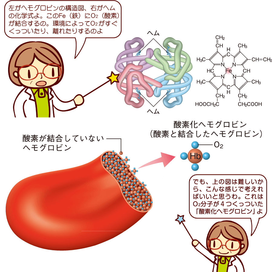 血液の循環機能