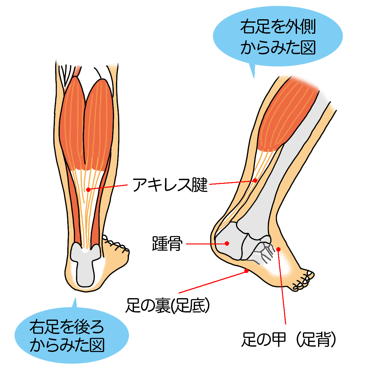骨格系と筋肉│からだのしくみを調べる
