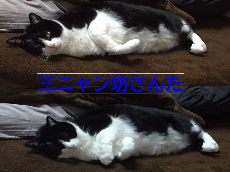 アログルーミング片方だけでもわかる上下関係？猫の相性や組み合わせも解説！mituketa