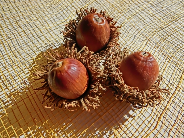 生でも食べられるドングリをご存知ですか？ドングリの最も美味しい食べ方を紹介します。 - オトコ中村の楽しい毎日