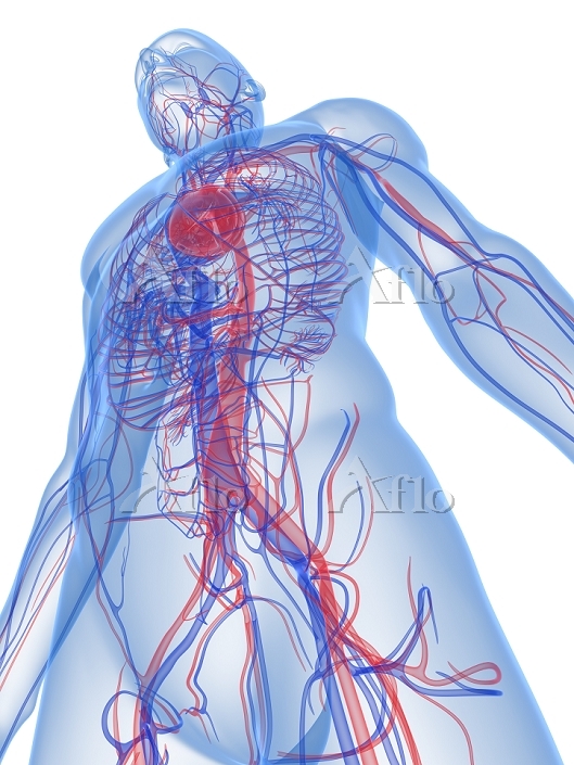 心臓のしくみと働き│東京心臓血管・内科クリニック│中央区│内科・循環器内科