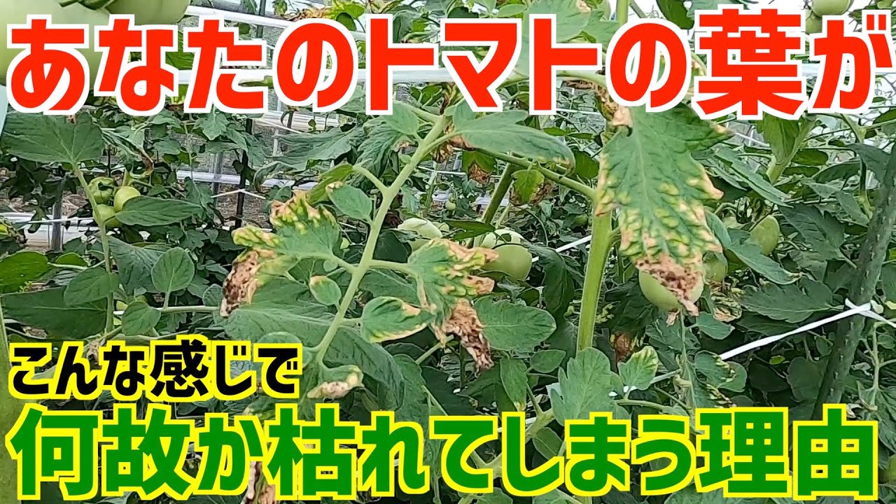 トマトの茎が茶色っぽく少しずつ葉が枯れてくる② : 野菜作り失敗の傾向と対策