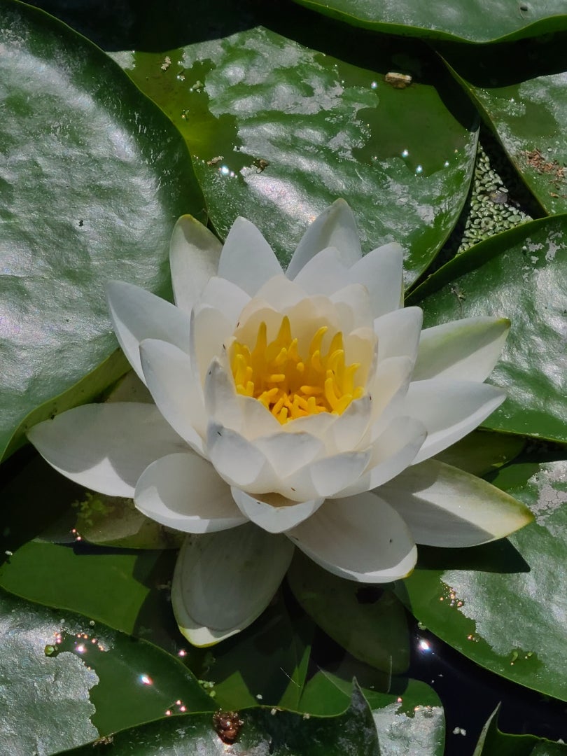 プリザーブドフラワー Faith フェイス 信仰sg250114 阪神オンラインショッピング「阪神百貨店E-STORES」