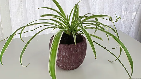 オリヅルランの育て方植物図鑑HanaPrime ハナプライム