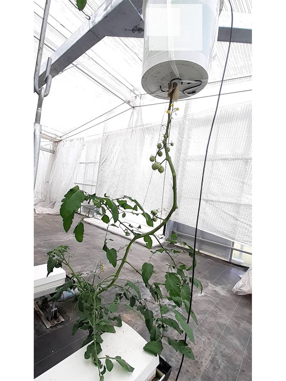 逆さに植えるだけ！サトイモの逆さ植えの方法と4つのメリットカジトラ