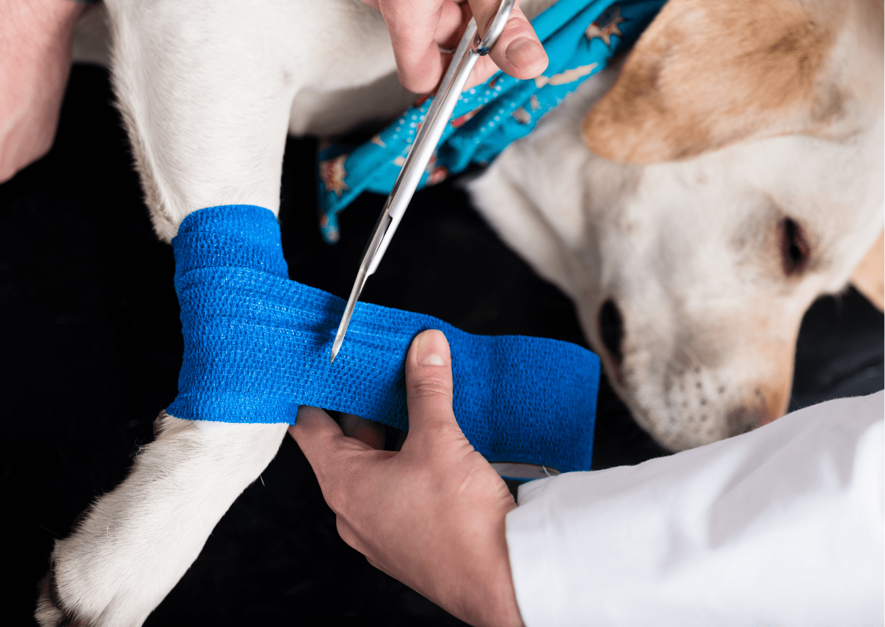 特殊手術 - 市原・山口動物病院 市原市姉ヶ崎年中無休・ペットホテル・トリミング市原・山口動物病院 市原市姉ヶ崎年中無休・ペットホテル・トリミング