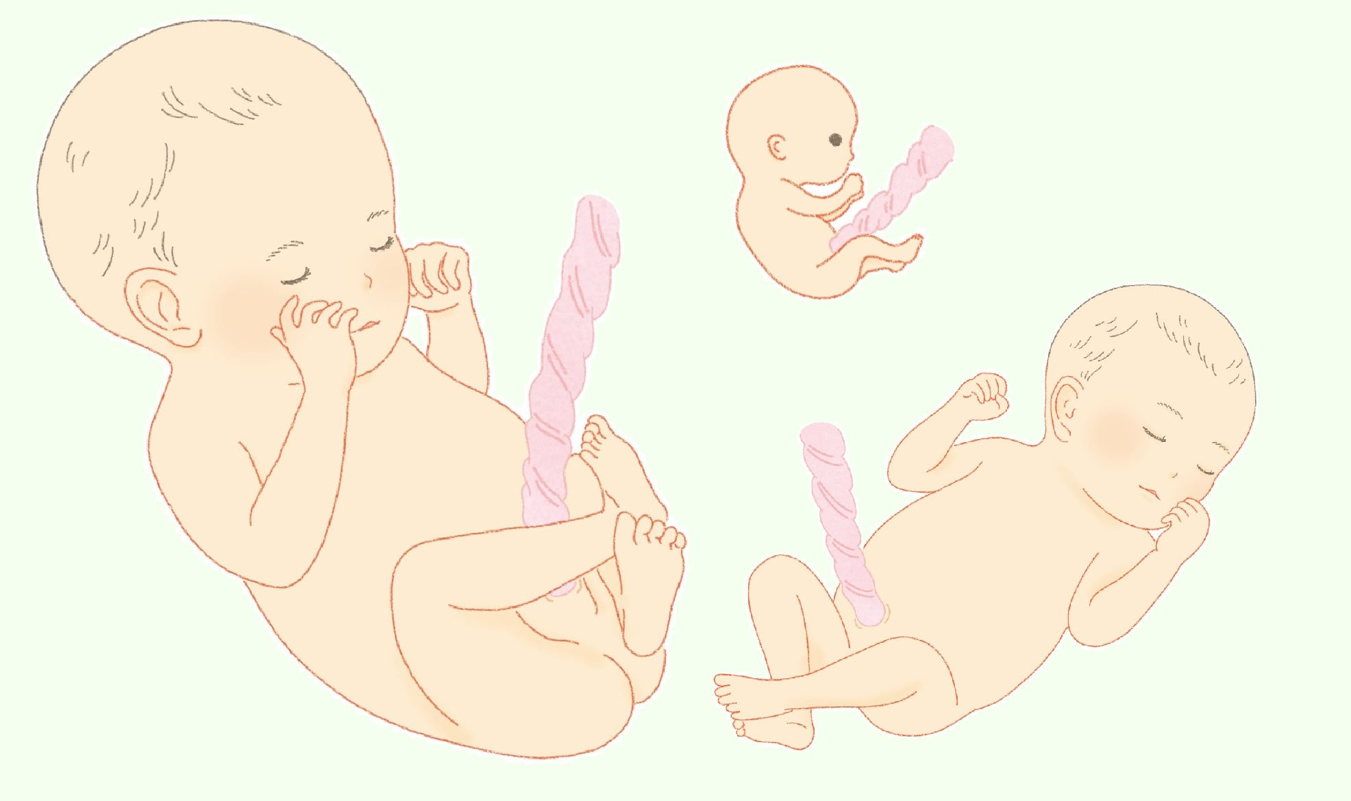 胎児の成長イラスト無料イラスト・フリー素材なら「イラストAC」