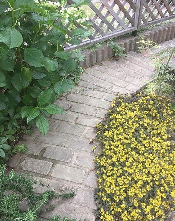 リシマキア リッシーの育て方