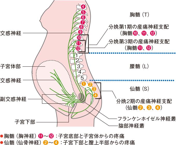 ゴロ−@解剖生理イラスト on X: 