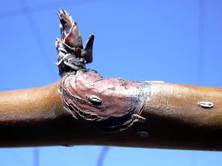 荒尾梨の病気とは？暖冬が影響して起こっていた！九州・熊本で無農薬・自然栽培果物に挑戦自然果樹園