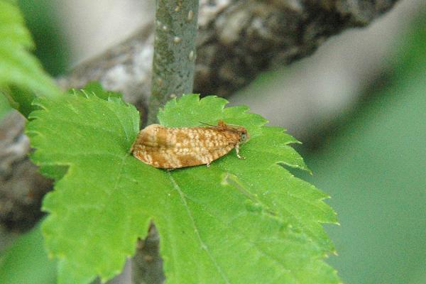 ヒメマルカツオブシムシ