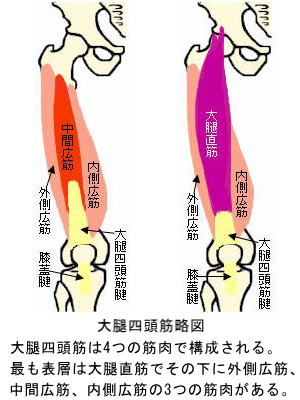 大腿四頭筋の構造・作用と起始停止および支配神経 - 武器屋.net BLOG