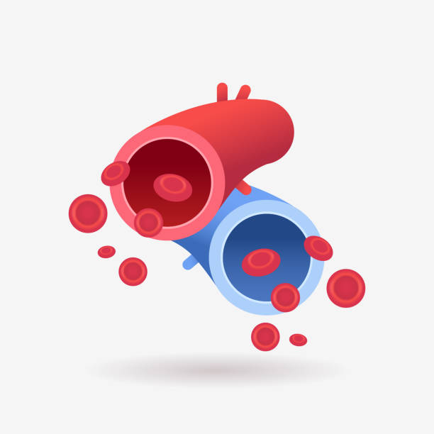 中2理科 血液の循環の順番〜わかりやすくイラスト図解〜tomo