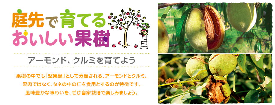 アーモンドは家庭で栽培できる！お家で簡単定番ナッツ、アーモンドの育て方。園楽project~園芸・植物を楽しむ情報サイト～