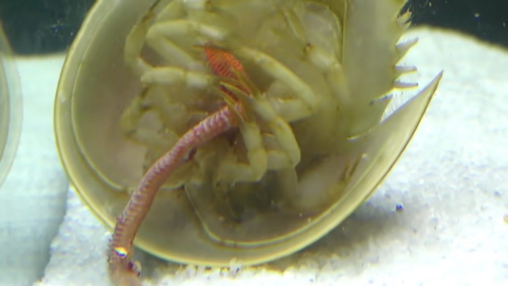 人類の命を救う「青い血」を持つカブトガニを守るため遺伝子工学が用いられている - GIGAZINE