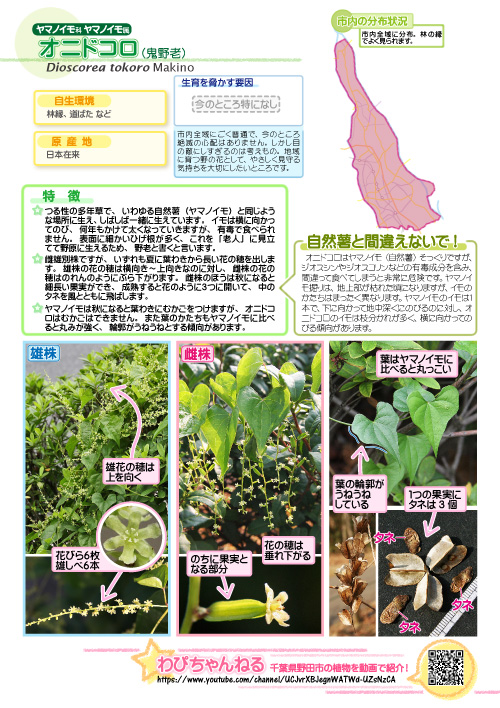 ヤマノイモの葉: 公園おさんぽ日記