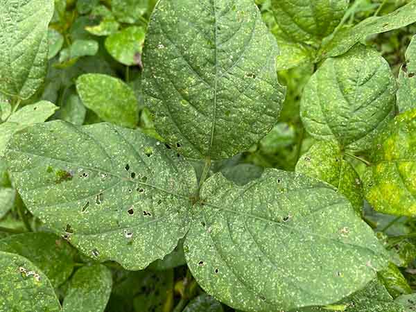 大豆 枝豆 を育てているのですが、葉に白いシミのような、斑点のよ- Yahoo!知恵袋