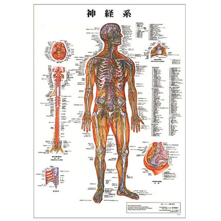 等身大 人体の骨格少年写真新聞社のホームページ
