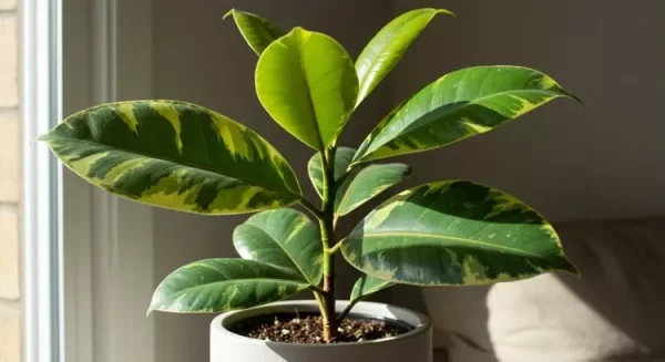 フィカスアルテシマが突然黒ずんでいる。原因は何か。今年、4 園芸相談Q＆Aみんなの趣味の園芸