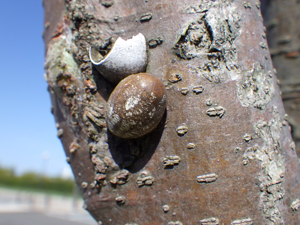 イラガの生態と人間への影響刺された時の対処方法・駆除のやり方などを解説マイナビ農業