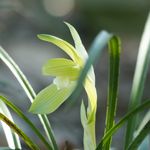 春蘭 シュンランの別名はジジババ 爺婆 ！？名前の由来について - アタマの中は花畑