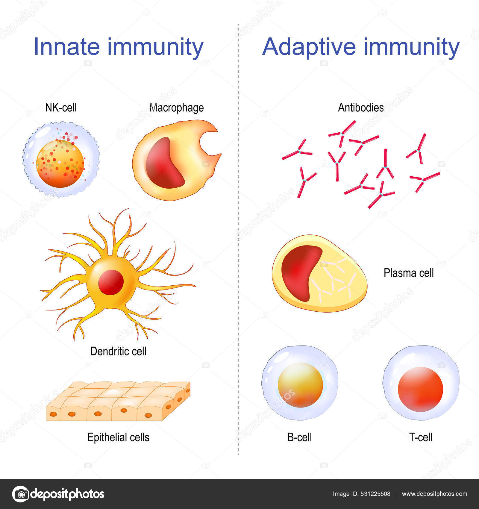 がん免疫療法の選択肢が増えてきた がんを攻撃する細胞を活性化：新しい「免疫」の教科書：日経Gooday グッデイ