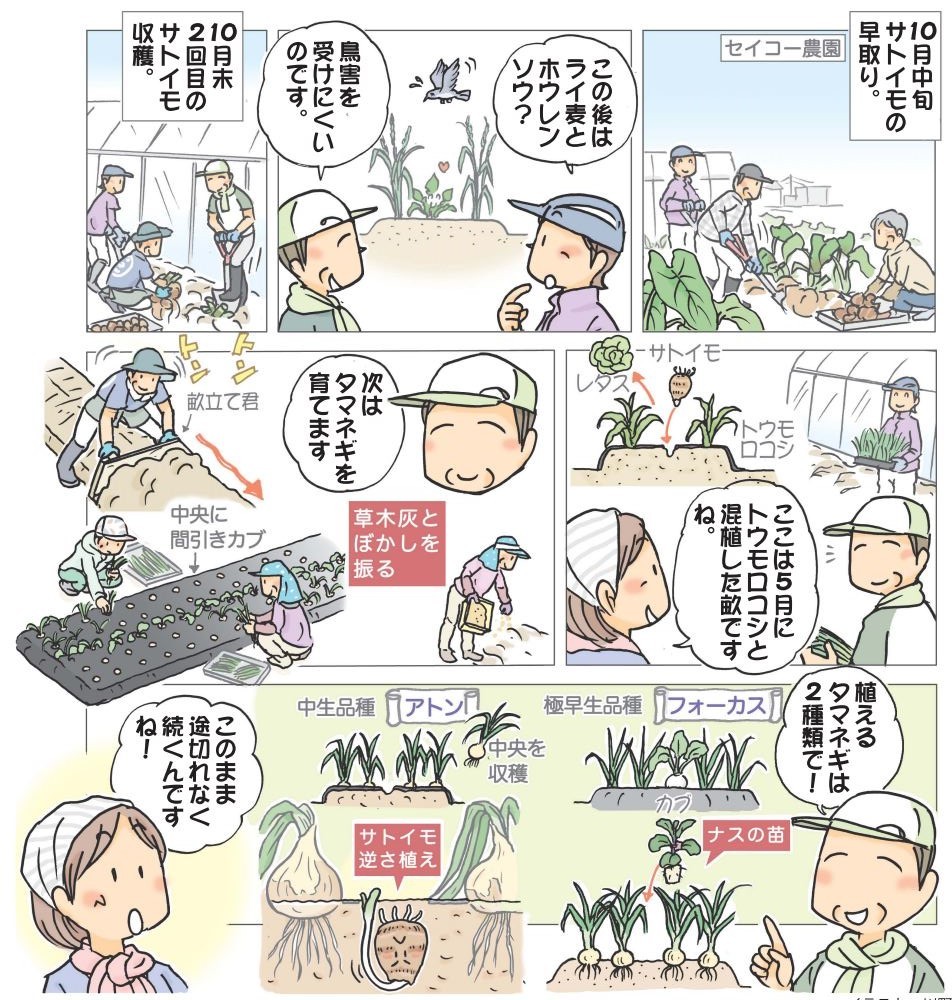 逆さに植えるだけ！サトイモの逆さ植えの方法と4つのメリットカジトラ