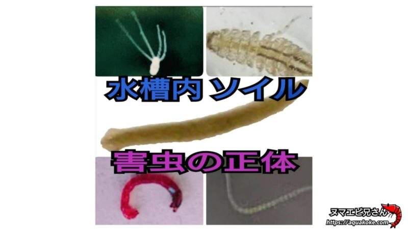 観覧注意 メダカに大量発生した最強の害虫イモムシを与えてみると・食べるのか？メダカ睡蓮ビオトープ