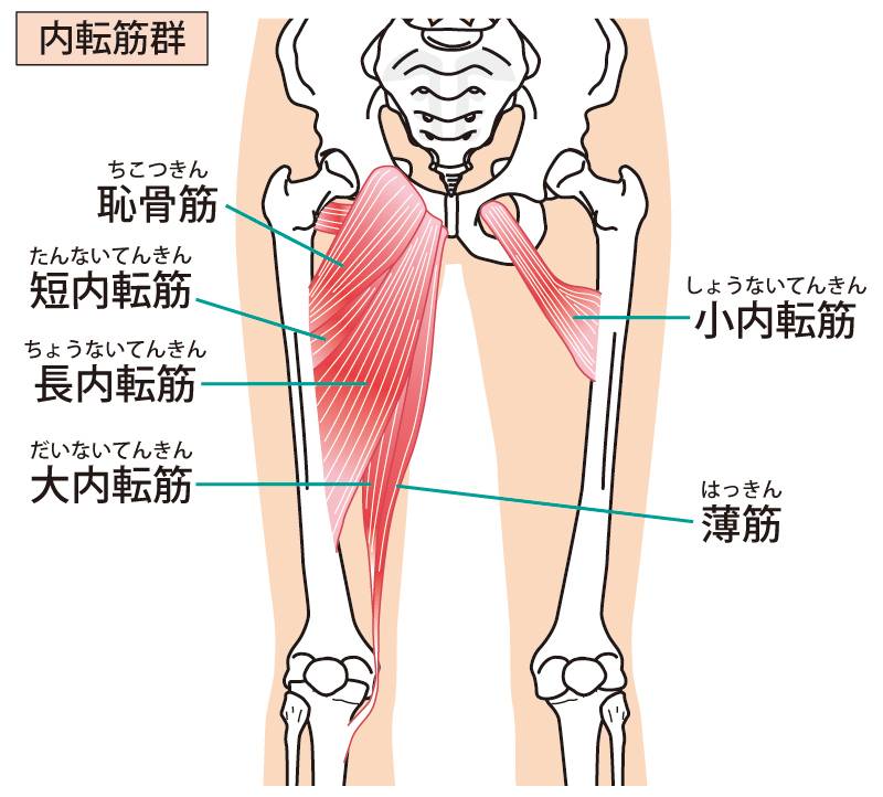 股関節内転筋群の筋力強化２ – すぐに使える！リハビリのイラスト集