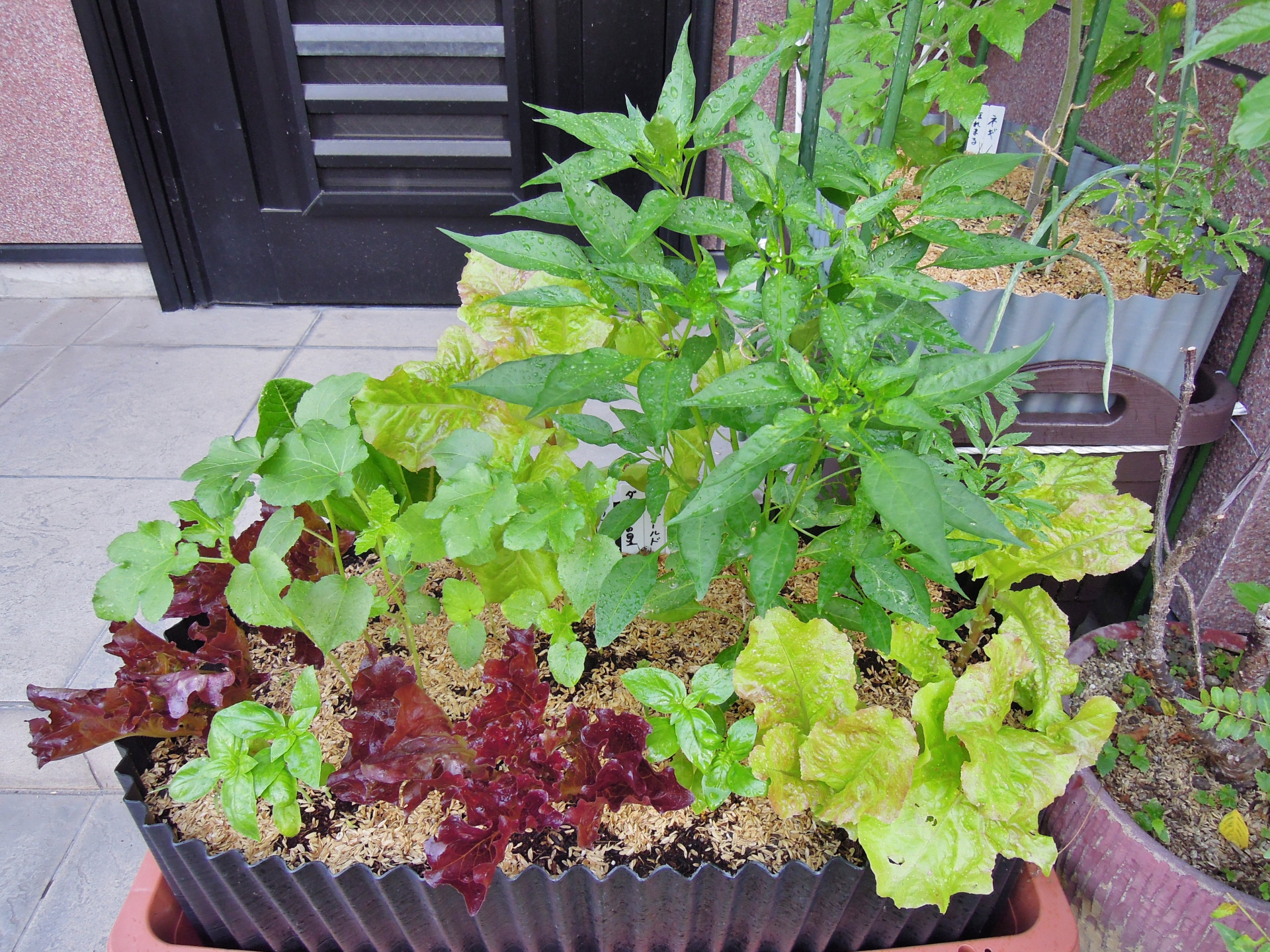 オクラと相性の良いコンパニオンプランツは？ 混植してはいけない組み合わせや、前作・後作におすすめな野菜まで一挙解説マイナビ農業