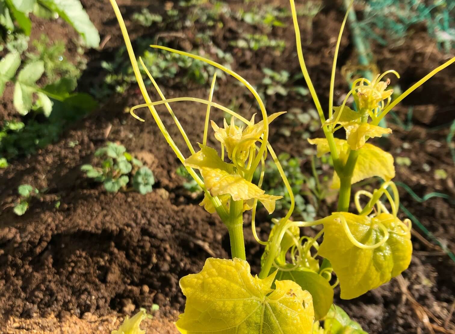 ハヤトウリ・隼人瓜・はやとうり：旬の野菜百科