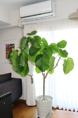 初めてのウンベラータの挿し木、成功か？失敗か？その後。 : MAIKOStyle