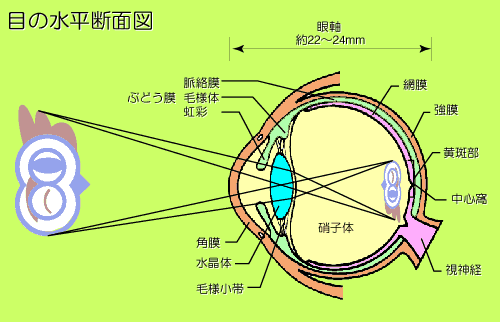 目の構造藤田眼科医院 埼玉県川口市 眼科