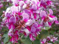 9月6日の誕生花 シロハギ 白萩 の花言葉「思案」、「思い」をのせてしだれる枝に咲く花の「前向きな恋」弥生おばさんのガーデニングノート「花と緑の365日」- 楽天ブログ