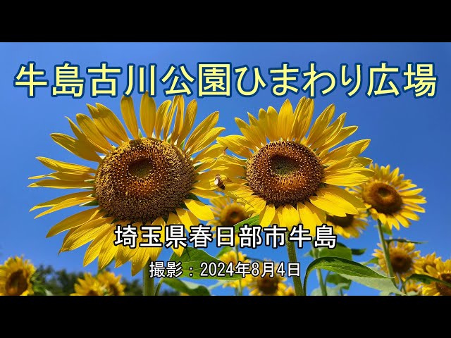 牛島古川公園ひまわり広場 [4K] USHIJIMA-FUKUKAWA Park Sunflower