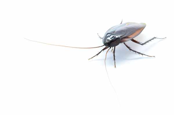 クローブ ホール オーガニック 無添加 ゴキブリ 対策 100g クローブゴキブリ チョウジ 丁子 スリランカ 有機JAS スパイスカレー セイロンスパイス 香辛料の通販はau PAY マーケット - スリランカ紅茶スパイスTomoshopau PAY マーケット－通販サイト