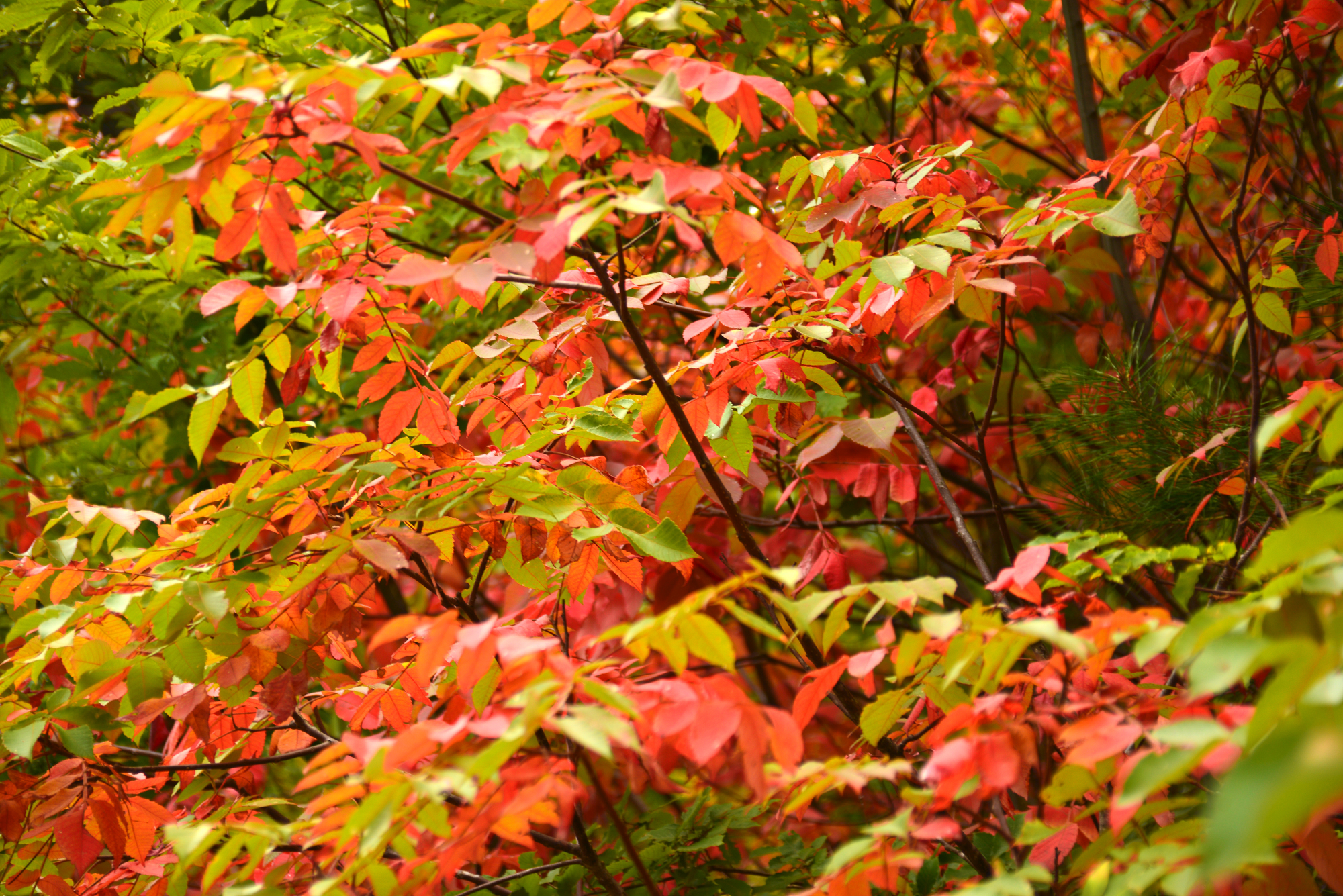 かぶれ」の原因、接触皮膚炎の症状と対処法について - ＜美容ソムリエ＞