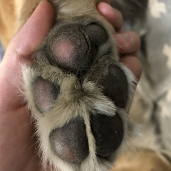 愛犬のケガ・やけど、飼い主ができる応急措置 早く動物病院へ「犬や猫ともっと幸せに」をコンセプトにしたWEBメディア「sippo」