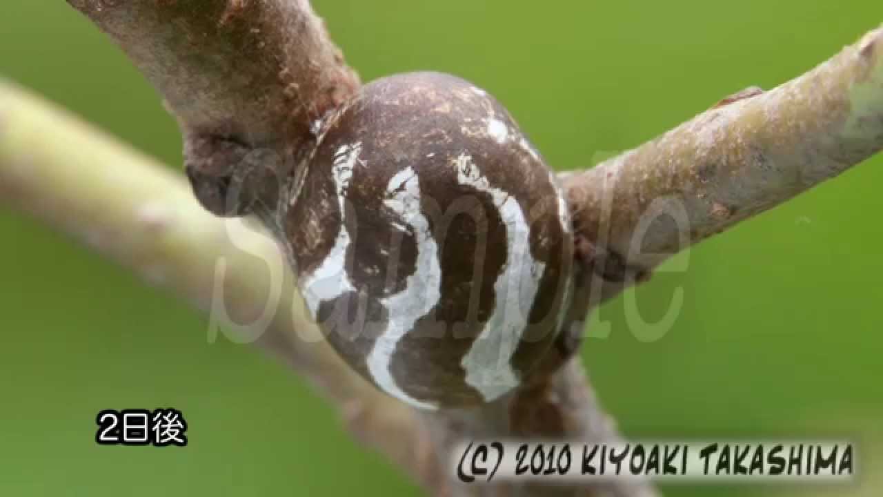 イラガ・ドクガ 危険なガ類公式 石川流域生きものミュージアム・雨ふる大地の水辺保全ネットワーク