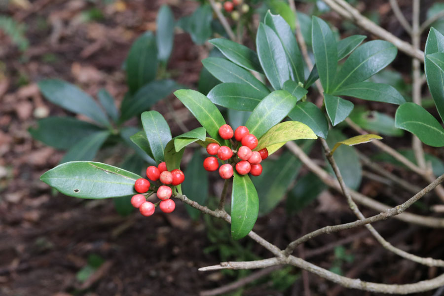 ミヤマシキミ 1.2m 露地 苗 : トオヤマグリーン - 通販 - Yahoo!ショッピング