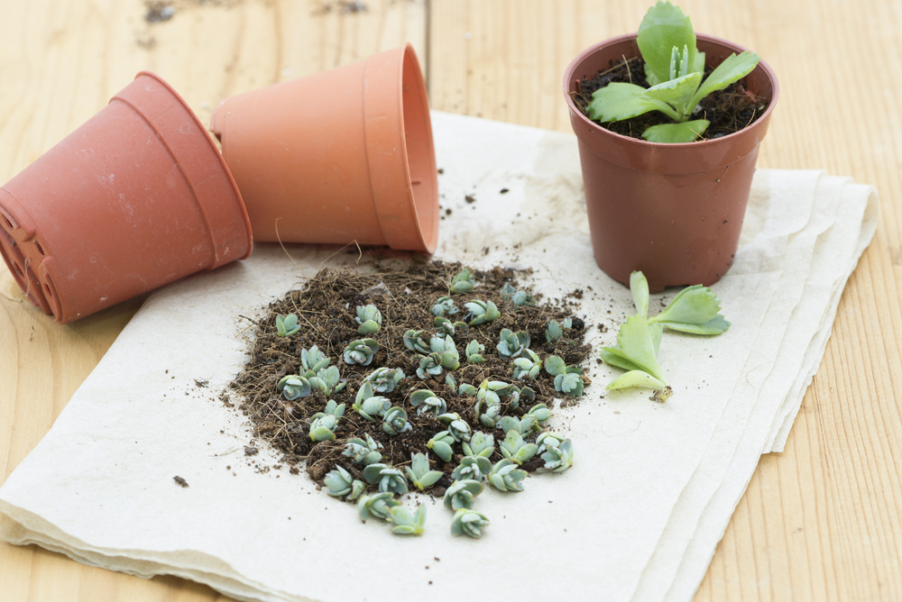 アジアンタムは植え替えする必要があるの？失敗しない方法を解説！ – 東京寿園